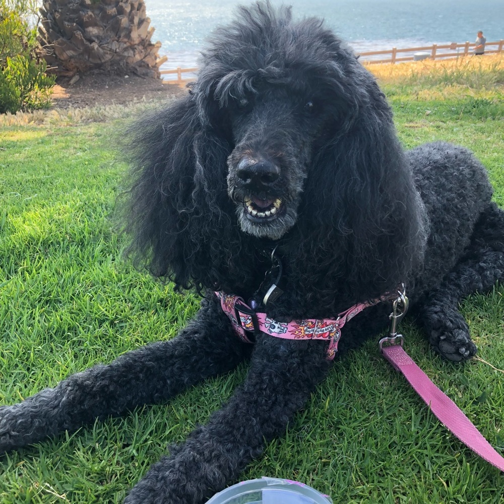 Meet your Posher, Em